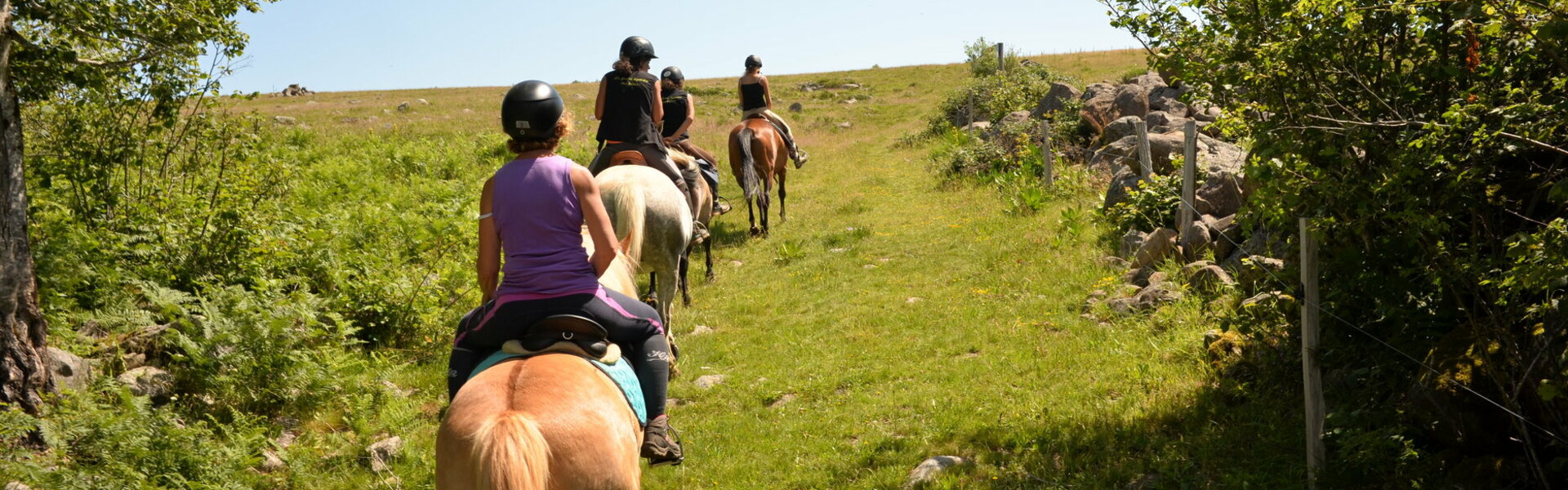 Ferme Équestre Burons Promenade Balade Cheval Poney Anes Cantal